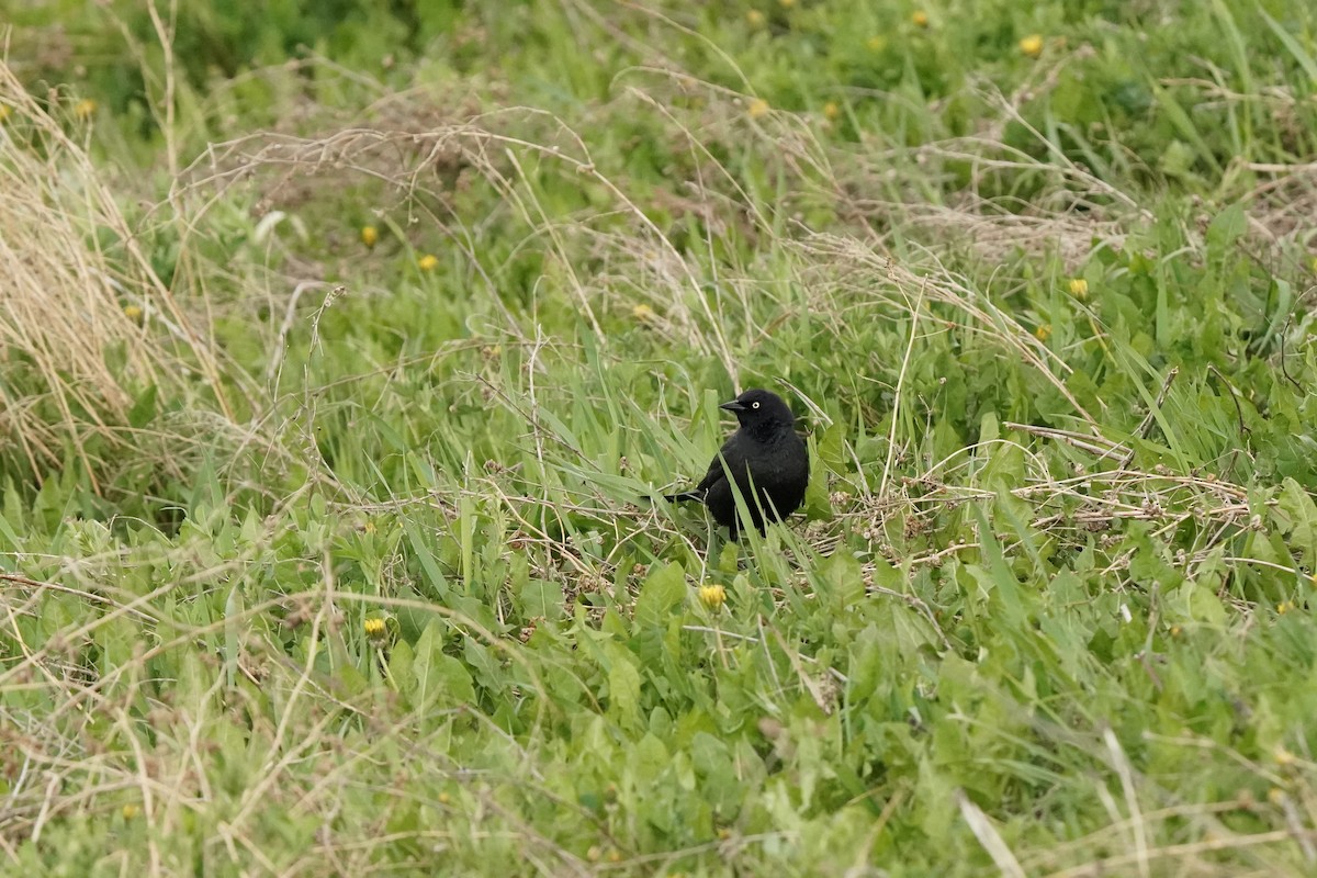 Brewer's Blackbird - Pam Hardy