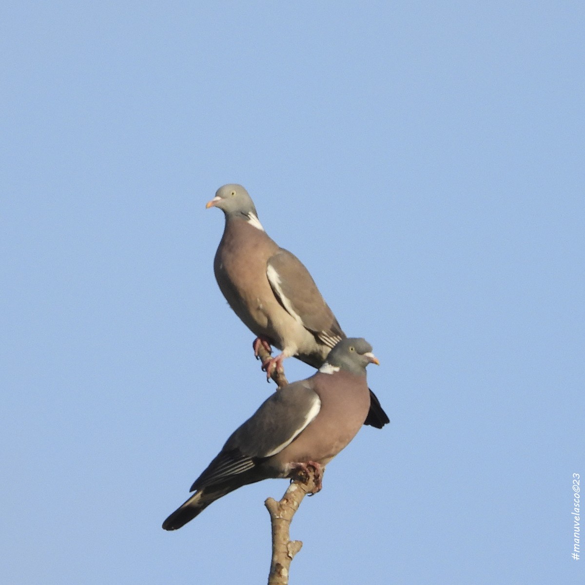 Common Wood-Pigeon - Manuel Velasco