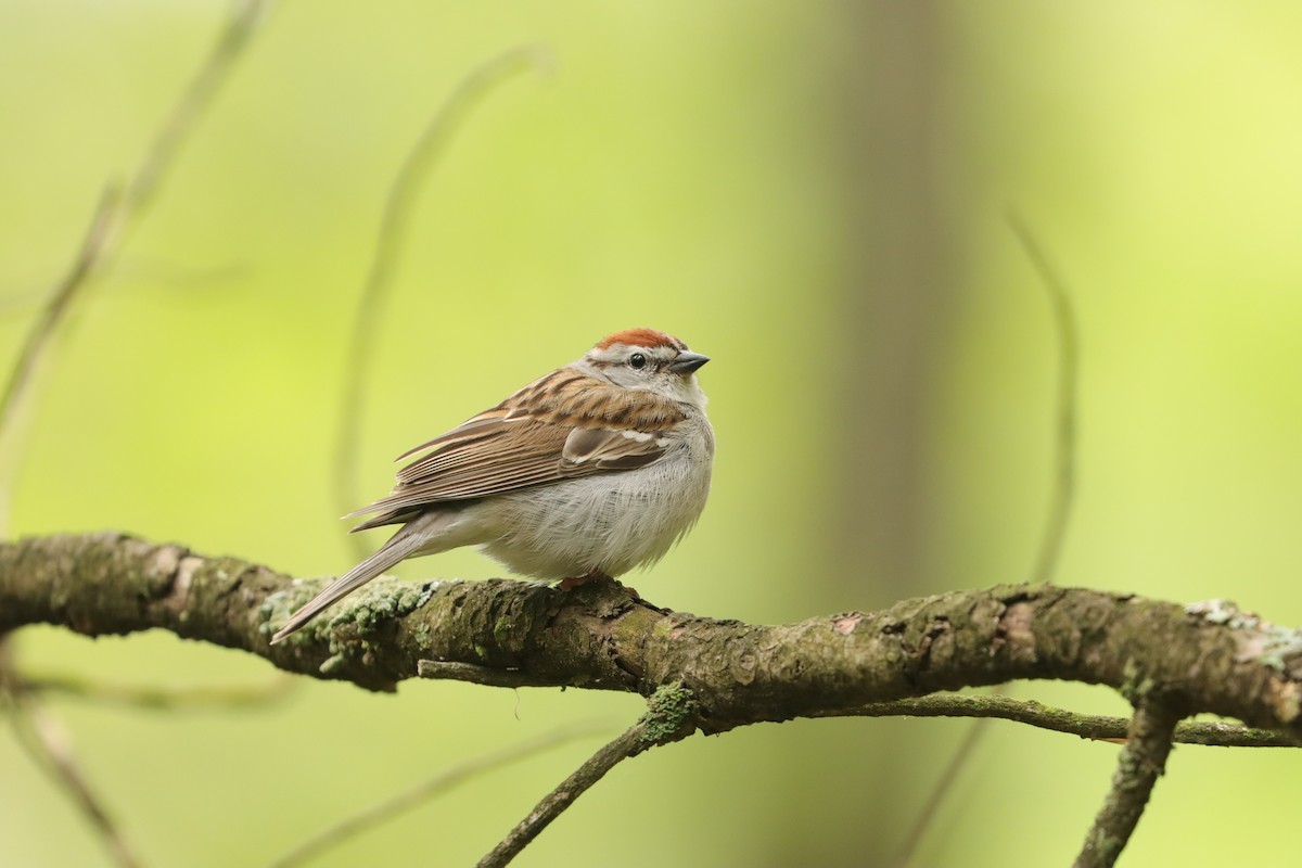 Chipping Sparrow - ML619455958