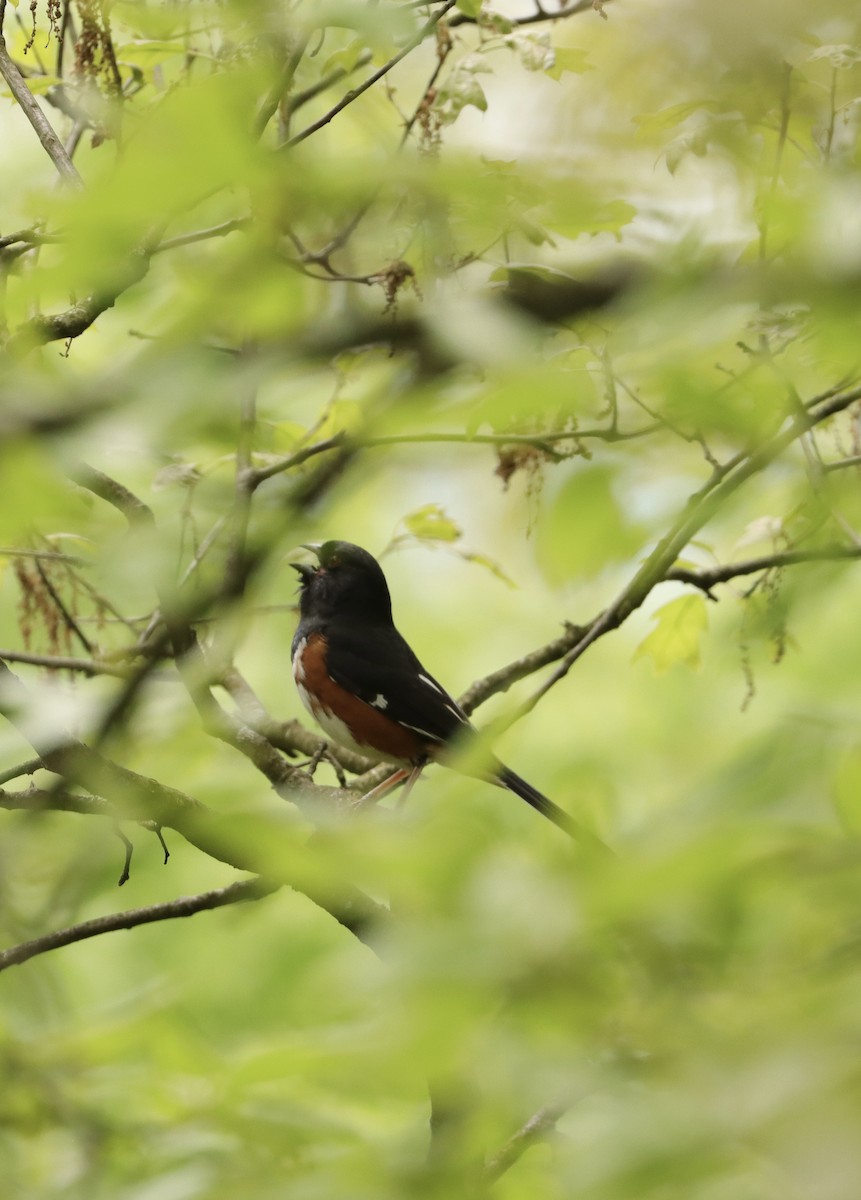 Eastern Towhee - Annette Sheets