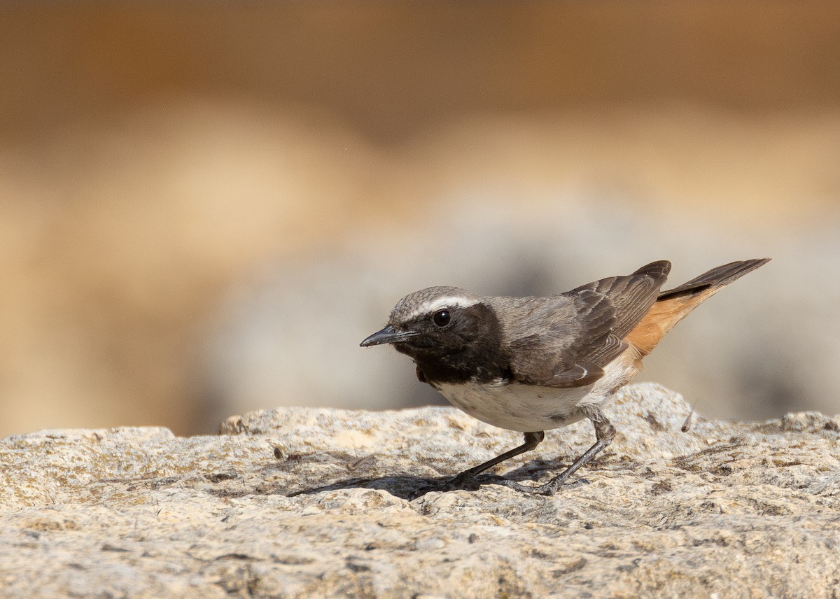 Kurdish Wheatear - ML619455972