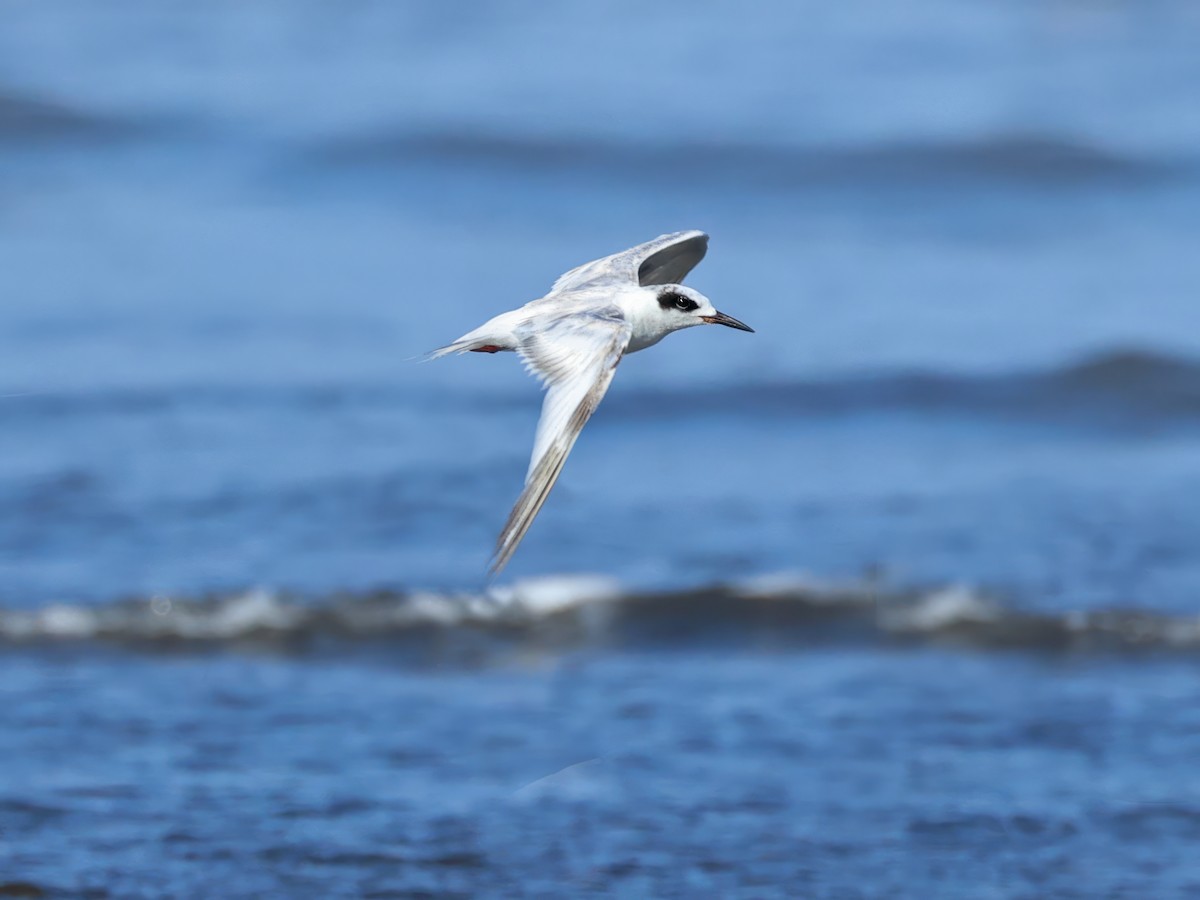 Forster's Tern - Tina Van Dusen