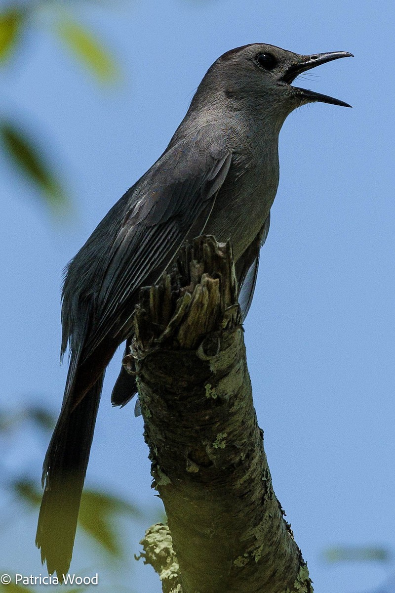 Gray Catbird - Mass Audubon North Shore
