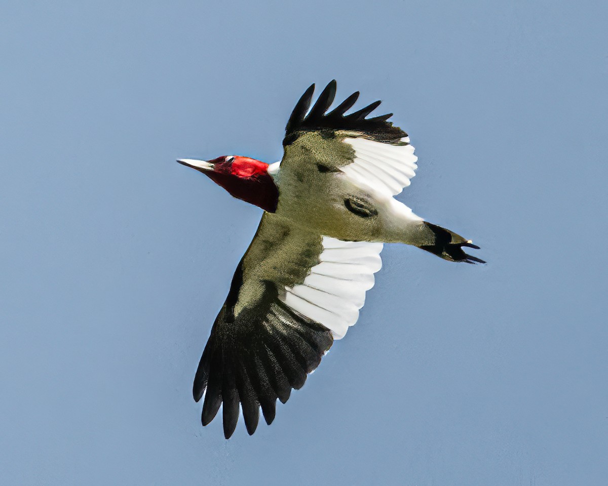 Red-headed Woodpecker - Mark Singer