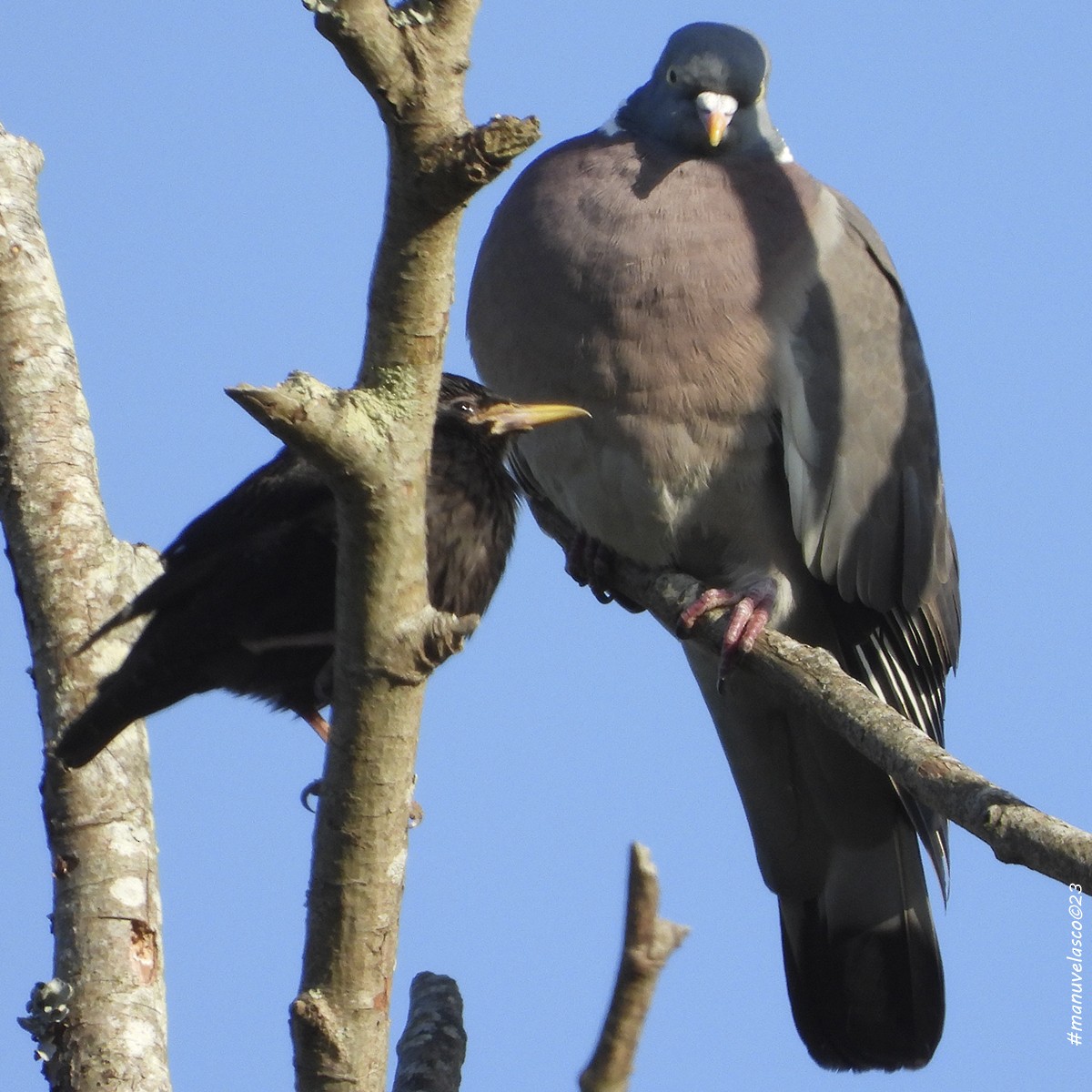 Spotless Starling - Manuel Velasco