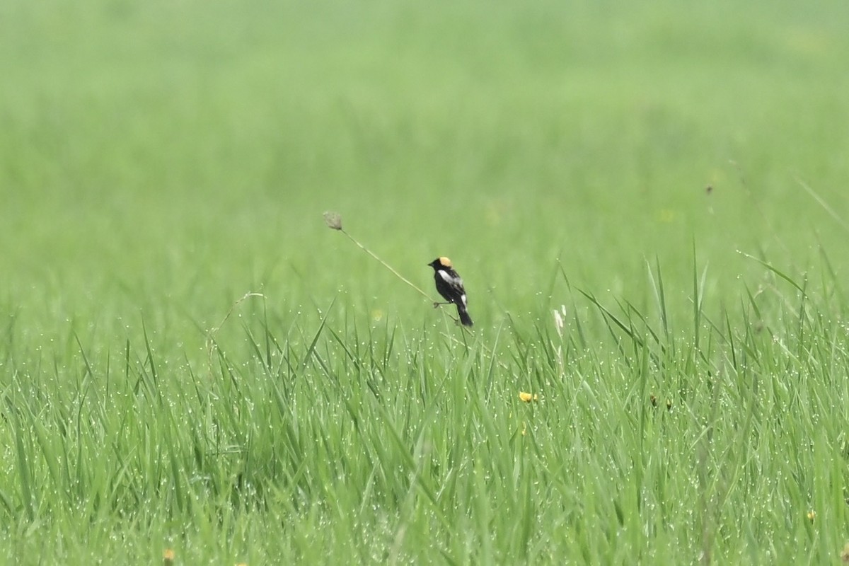 Bobolink - france dallaire