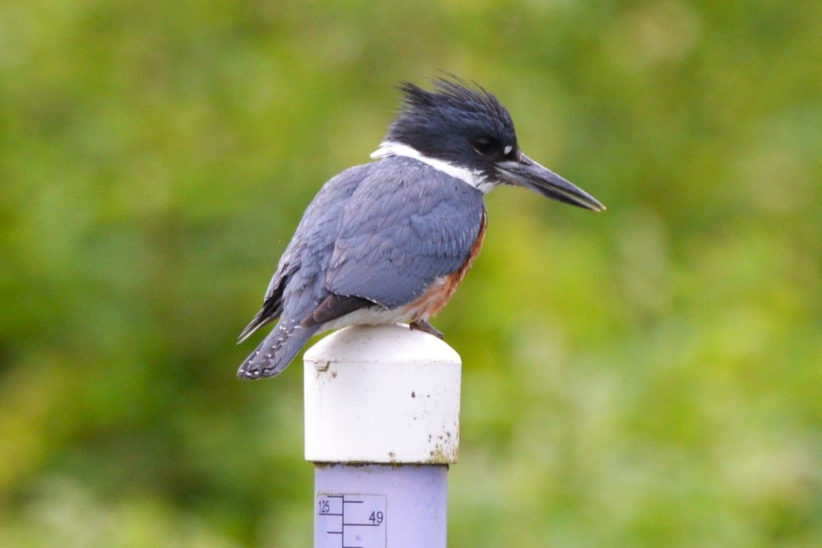 Belted Kingfisher - ML619456005
