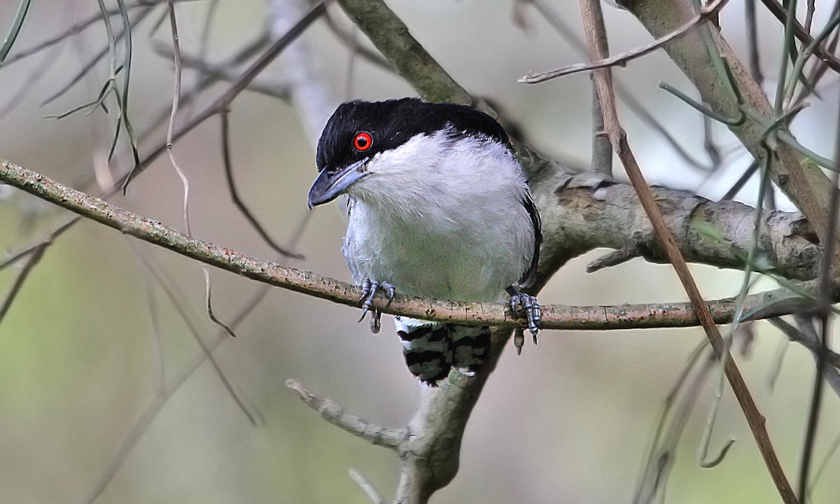 Great Antshrike - Adrián Braidotti