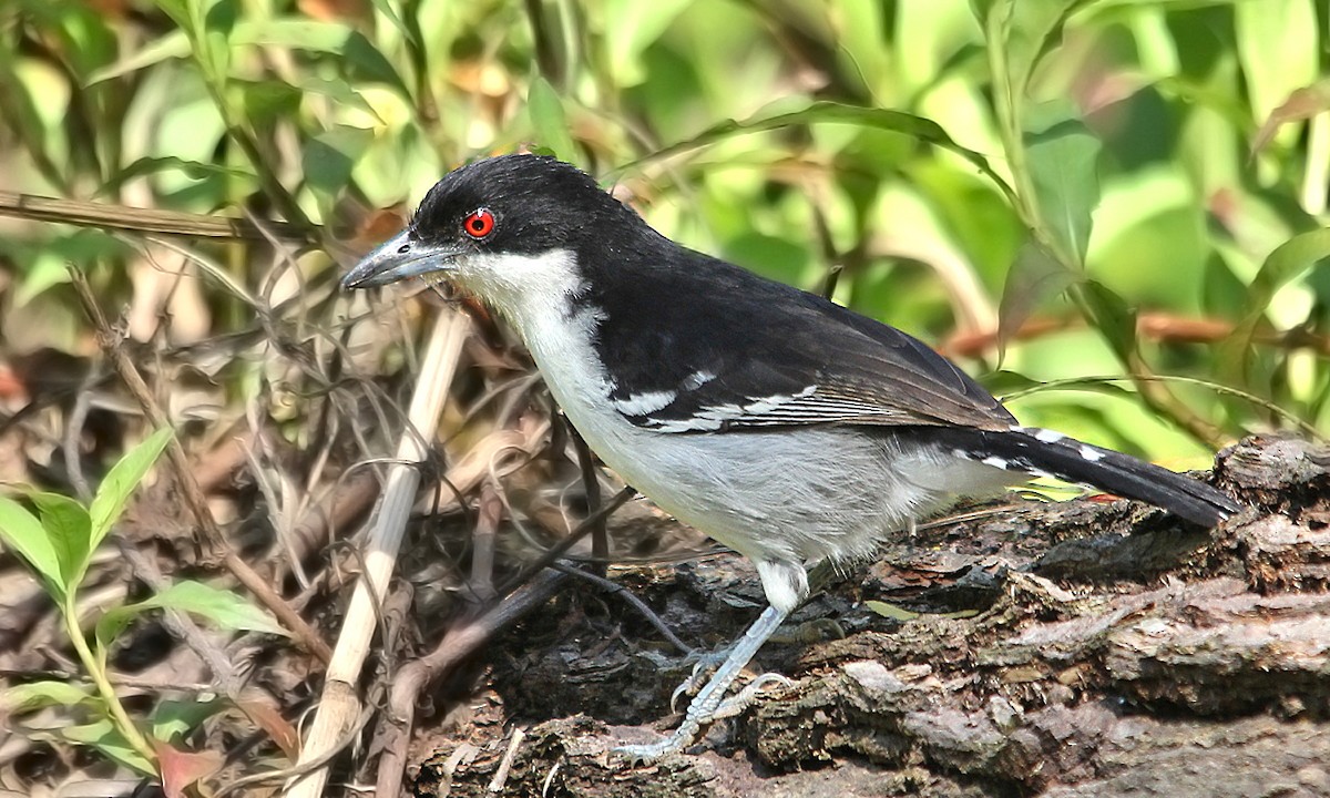 Great Antshrike - Adrián Braidotti