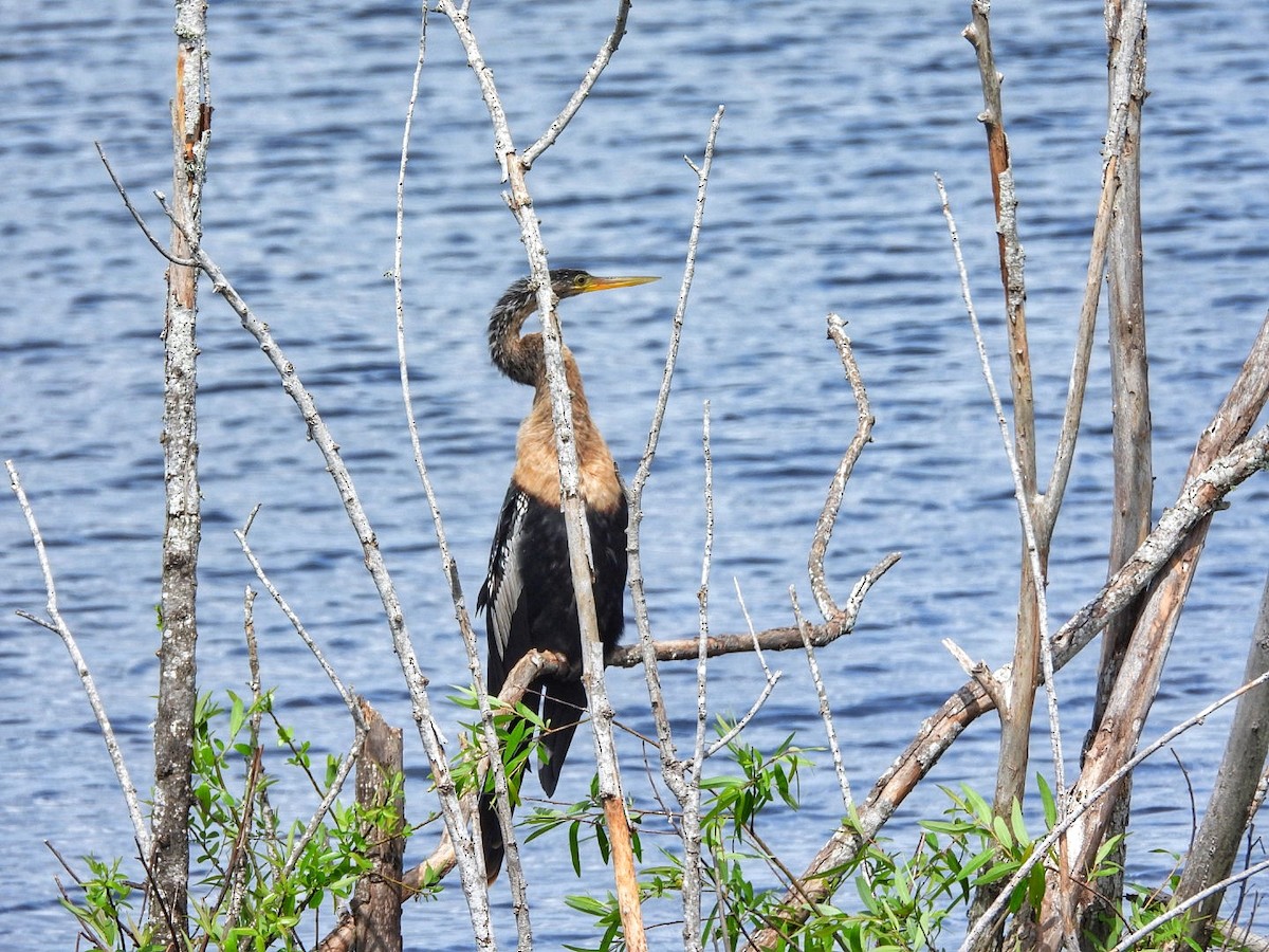 Anhinga - Gina Turone 🐩