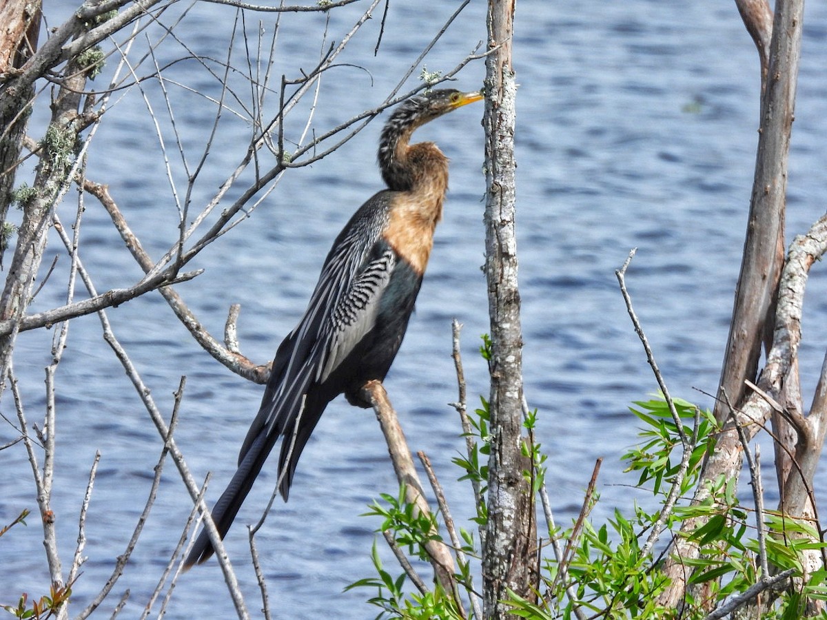 Anhinga - Gina Turone 🐩