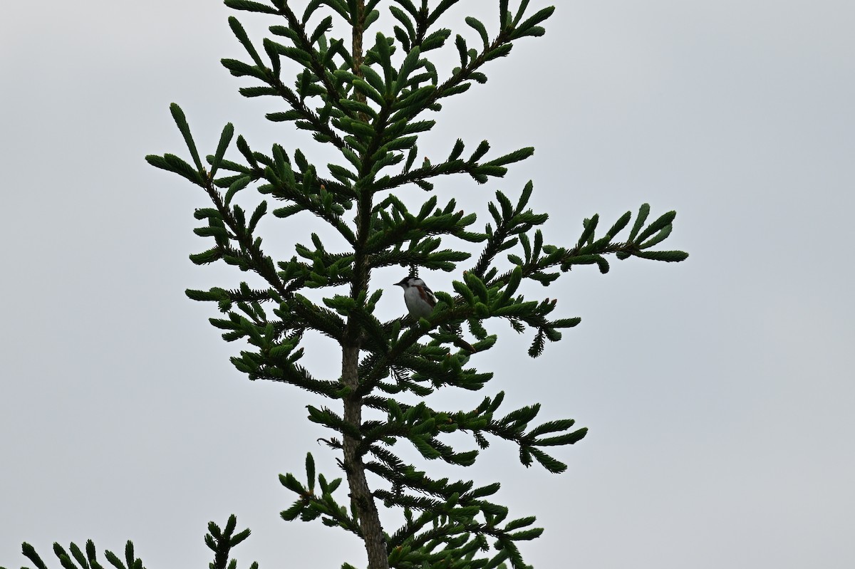 Chestnut-sided Warbler - france dallaire