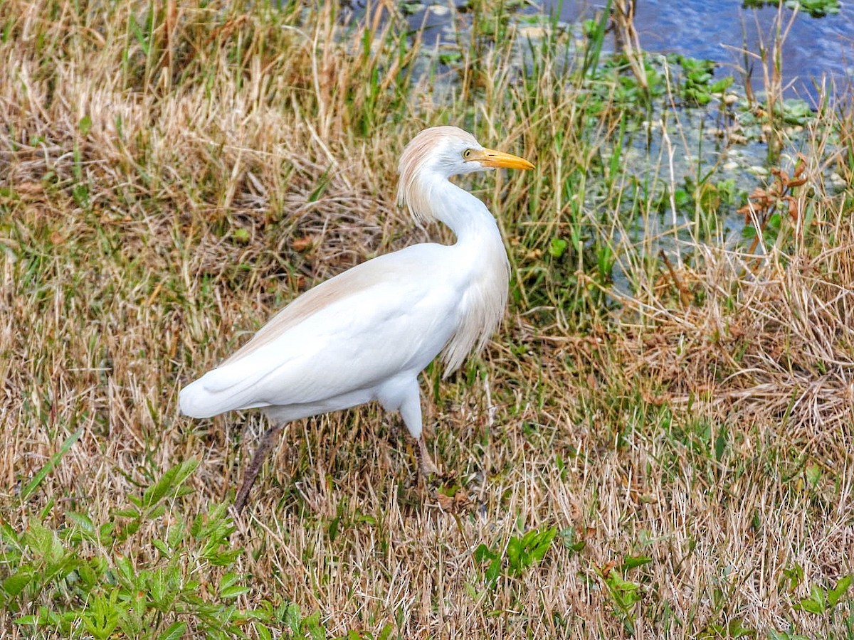 Western Cattle Egret - Gina Turone 🐩