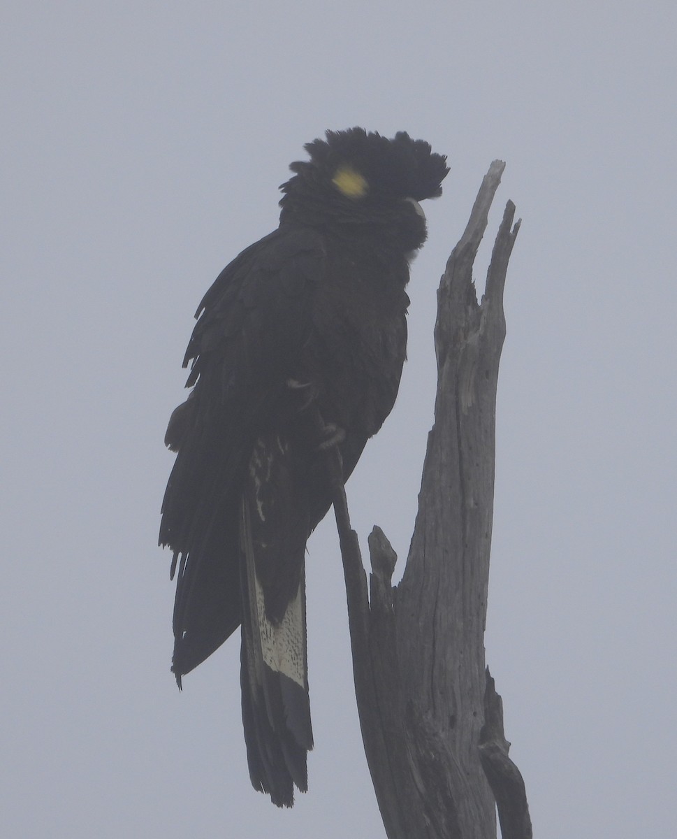 Yellow-tailed Black-Cockatoo - Rodney Macready