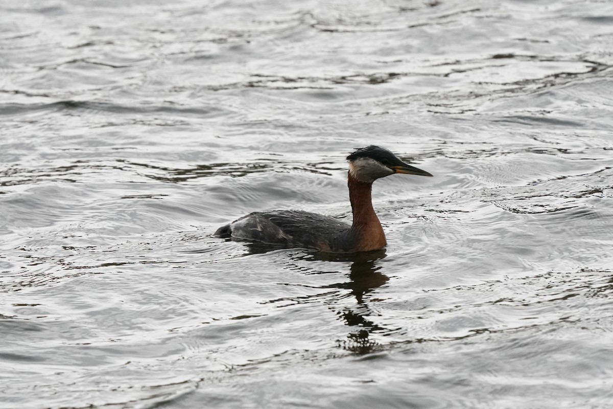 Red-necked Grebe - ML619456050