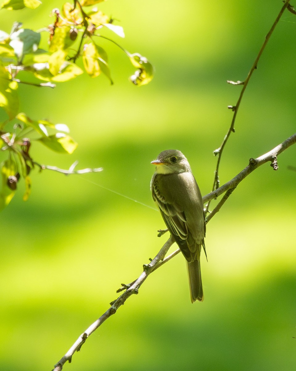 Eastern Wood-Pewee - ML619456051
