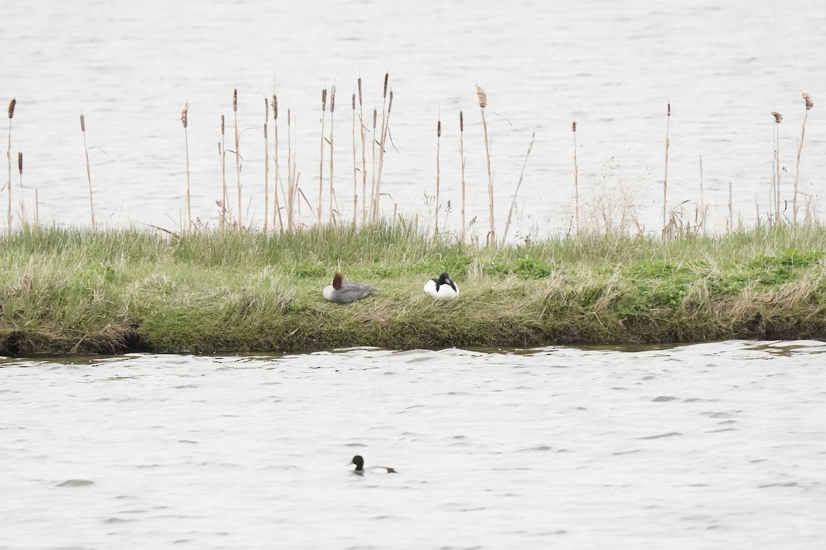 Common Merganser - Pam Hardy