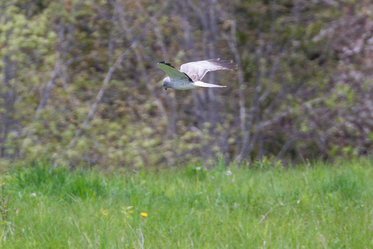 Northern Harrier - ML619456058