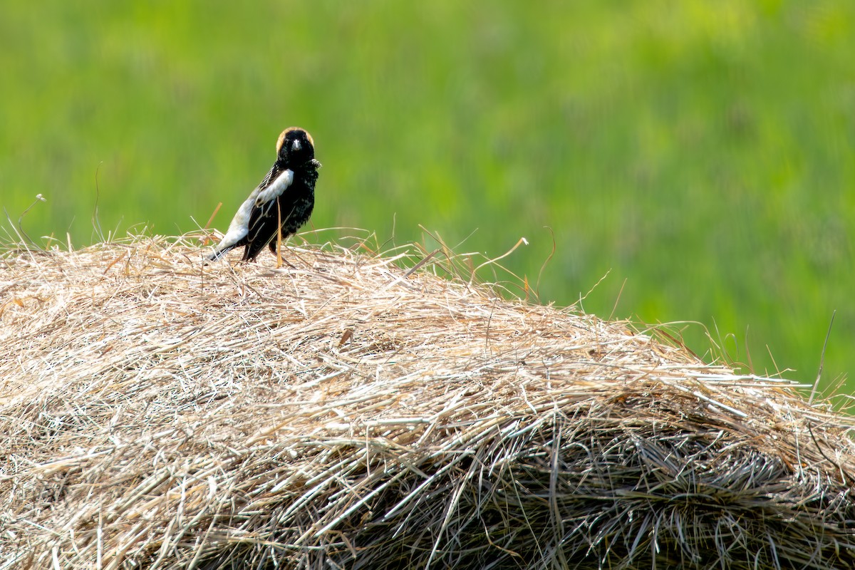 Bobolink - David Bergstrom