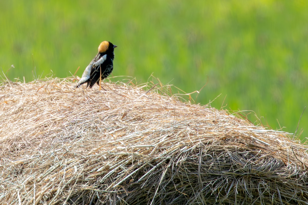 Bobolink - David Bergstrom