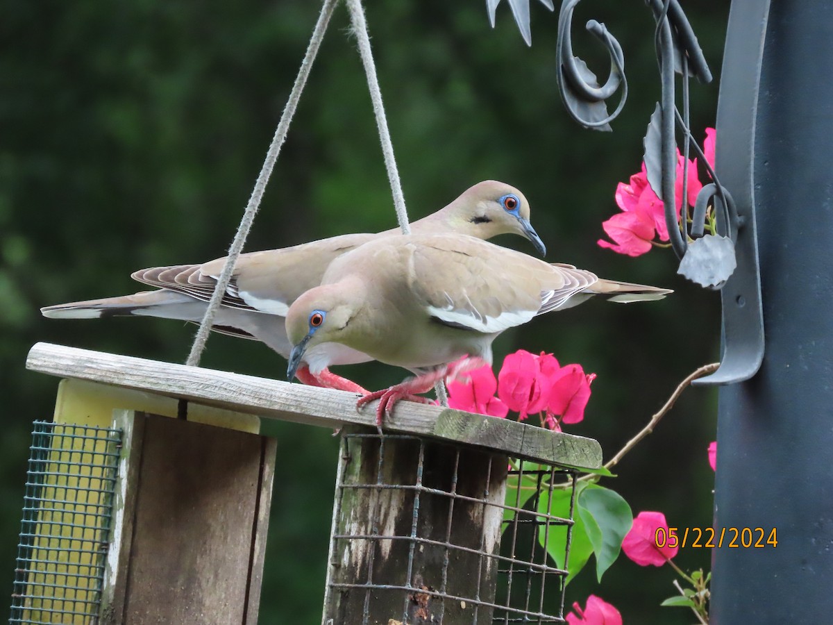 White-winged Dove - Susan Leake