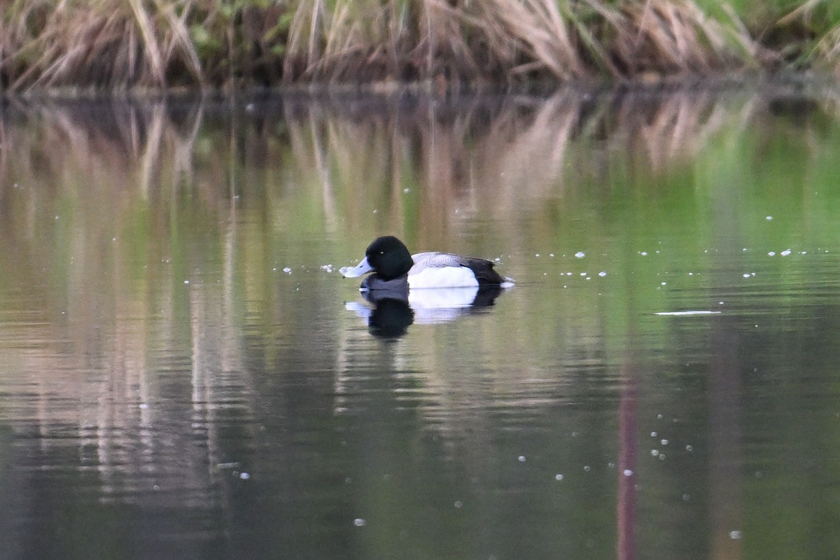 Greater Scaup - Trey Weaver