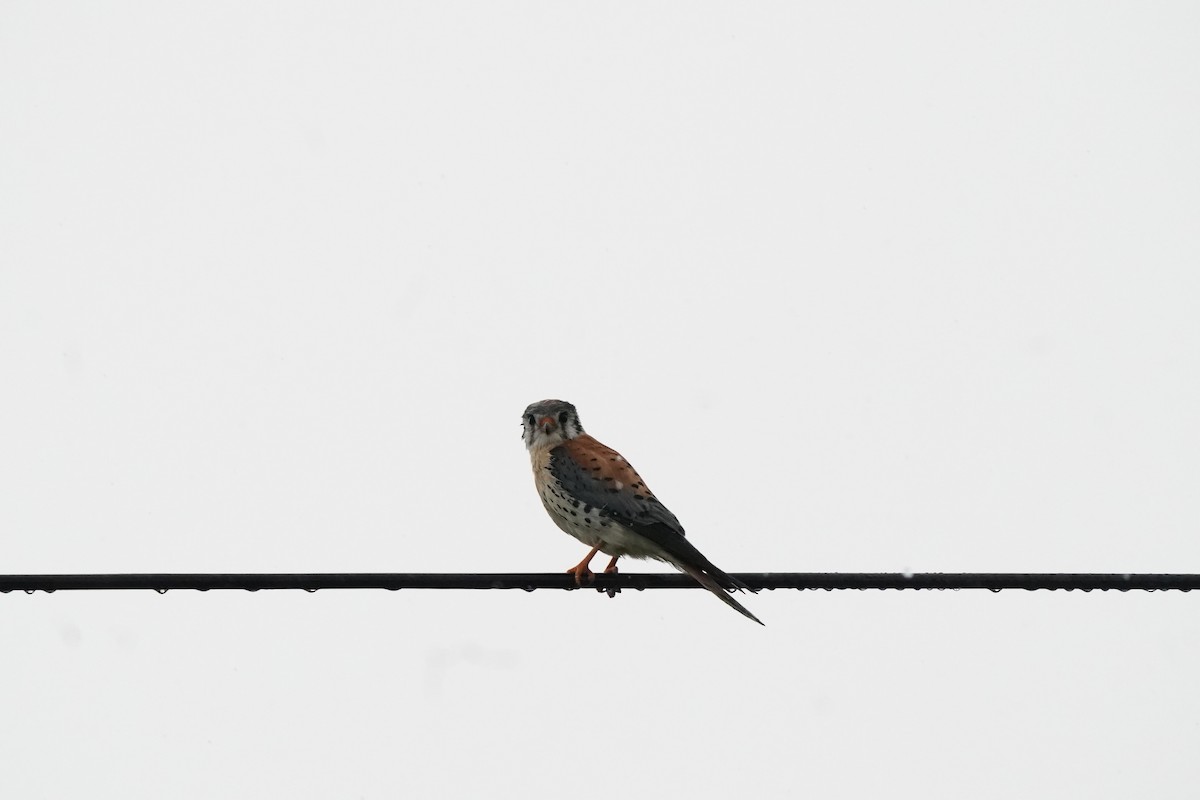 American Kestrel - Pam Hardy