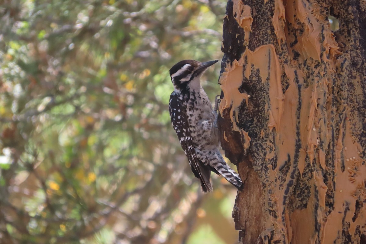 Ladder-backed Woodpecker - David Brinkman