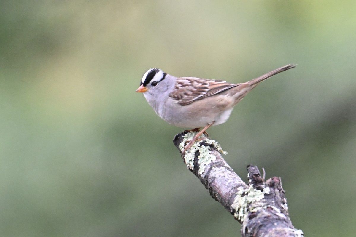 White-crowned Sparrow (Gambel's) - Trey Weaver