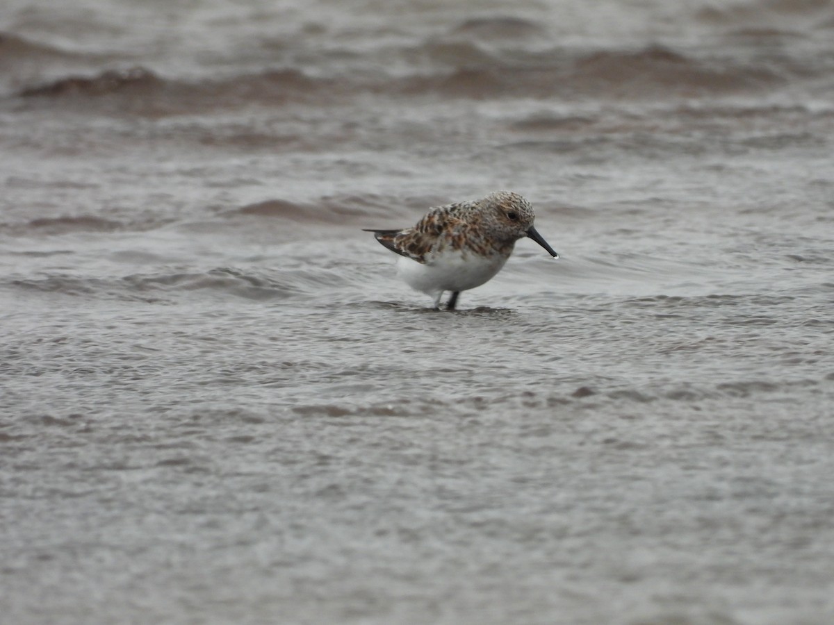 Sanderling - Lindy Wagenaar