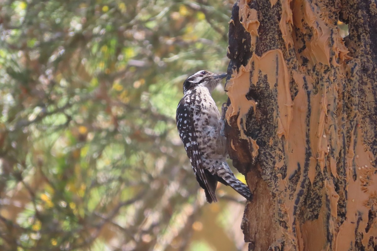 Ladder-backed Woodpecker - David Brinkman