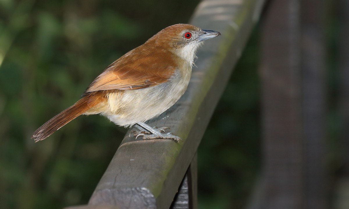 Great Antshrike - Adrián Braidotti