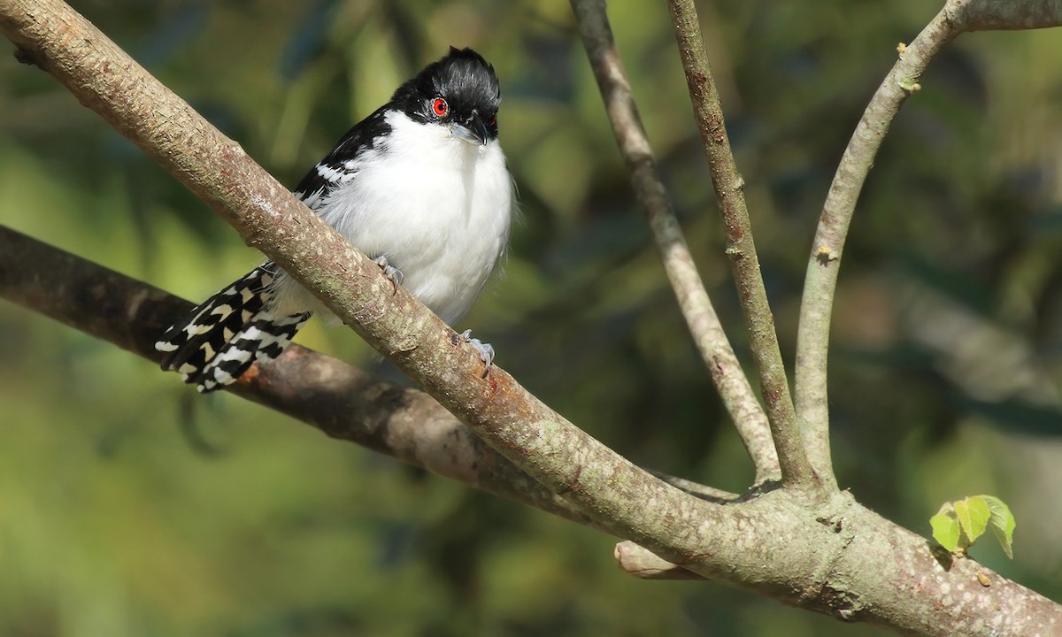 Great Antshrike - ML619456121