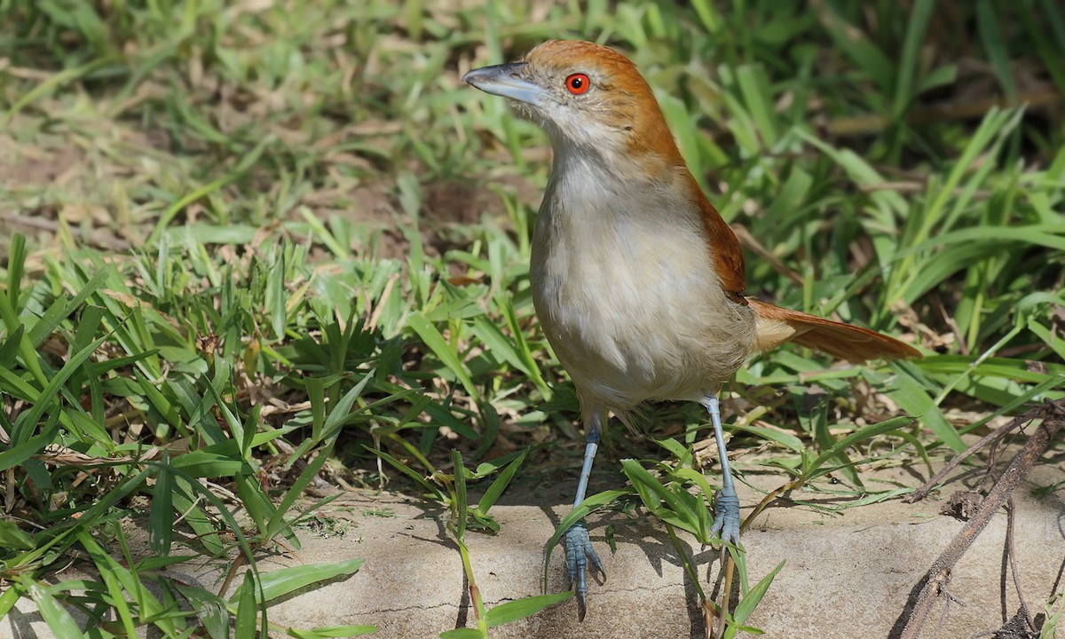 Great Antshrike - Adrián Braidotti