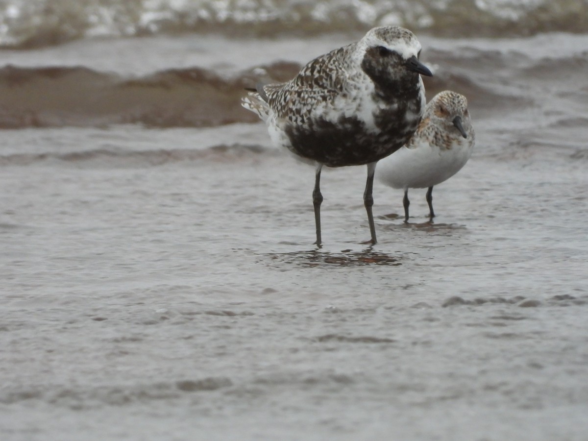 Sanderling - Lindy Wagenaar