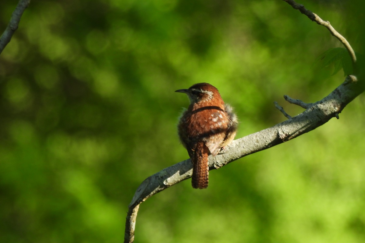 Carolina Wren - Dave Milsom