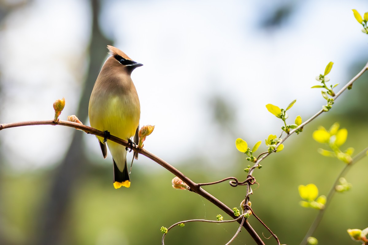 Cedar Waxwing - David Bergstrom