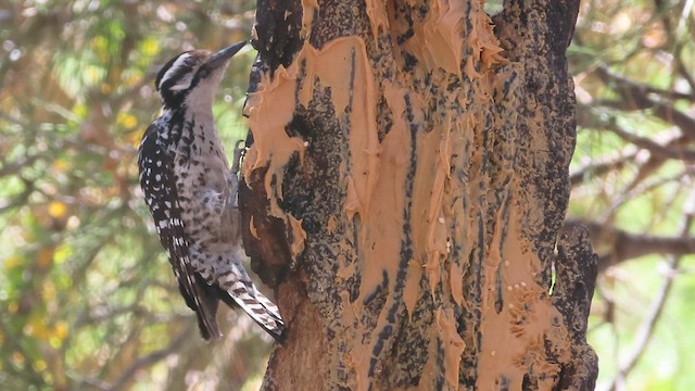 Ladder-backed Woodpecker - ML619456138