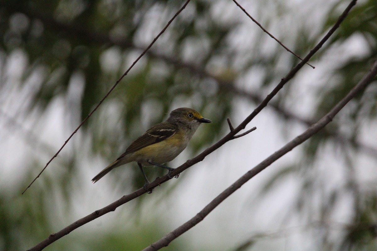 White-eyed Vireo - Kalder Korte