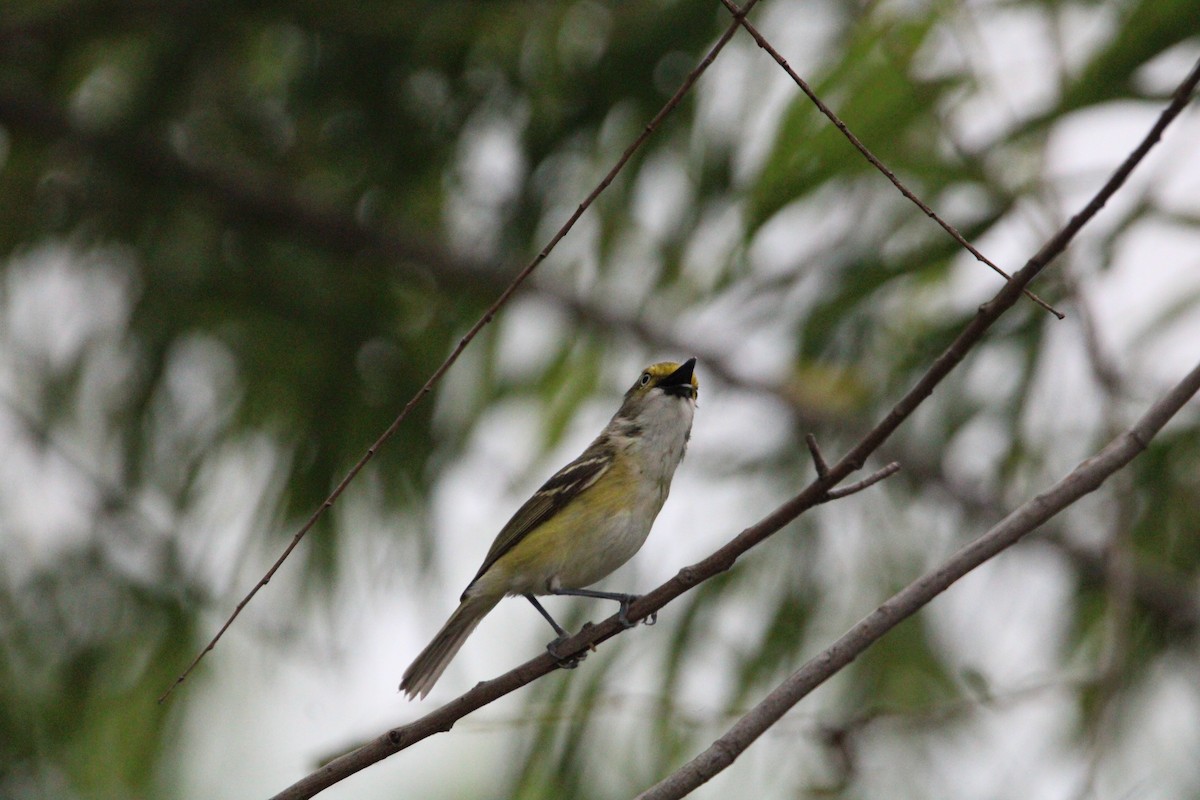 White-eyed Vireo - Kalder Korte