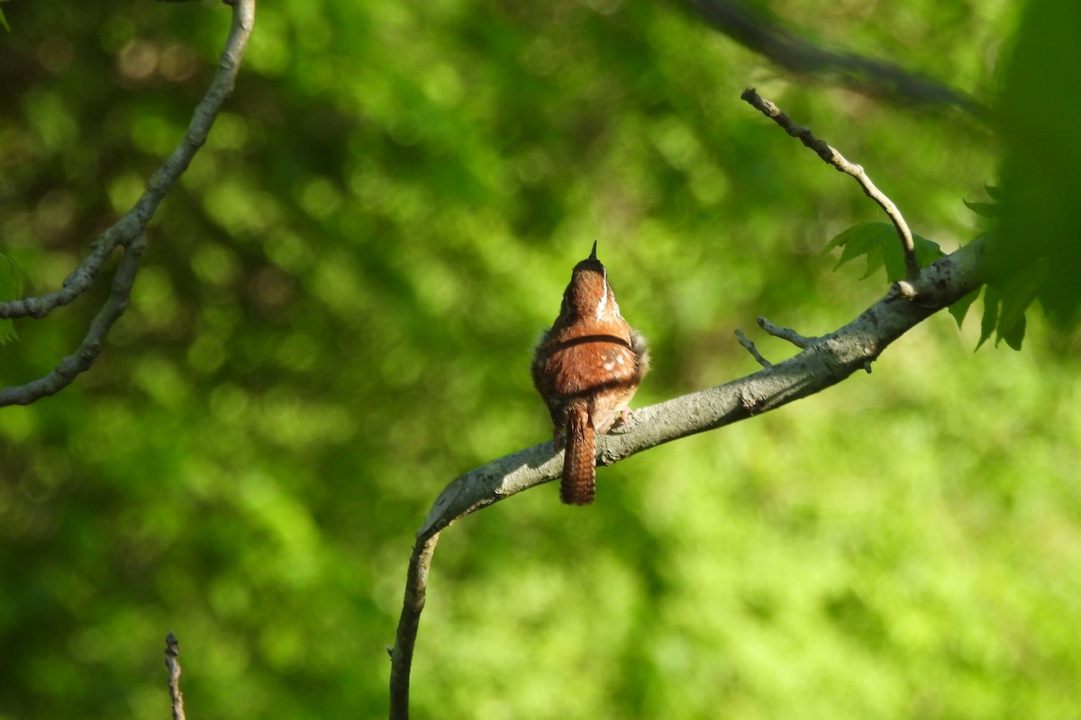 Carolina Wren - Dave Milsom