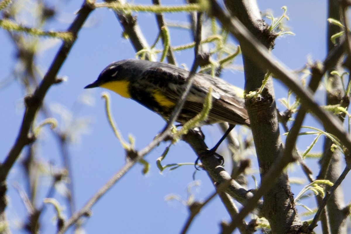 Yellow-rumped Warbler - Robert Snider