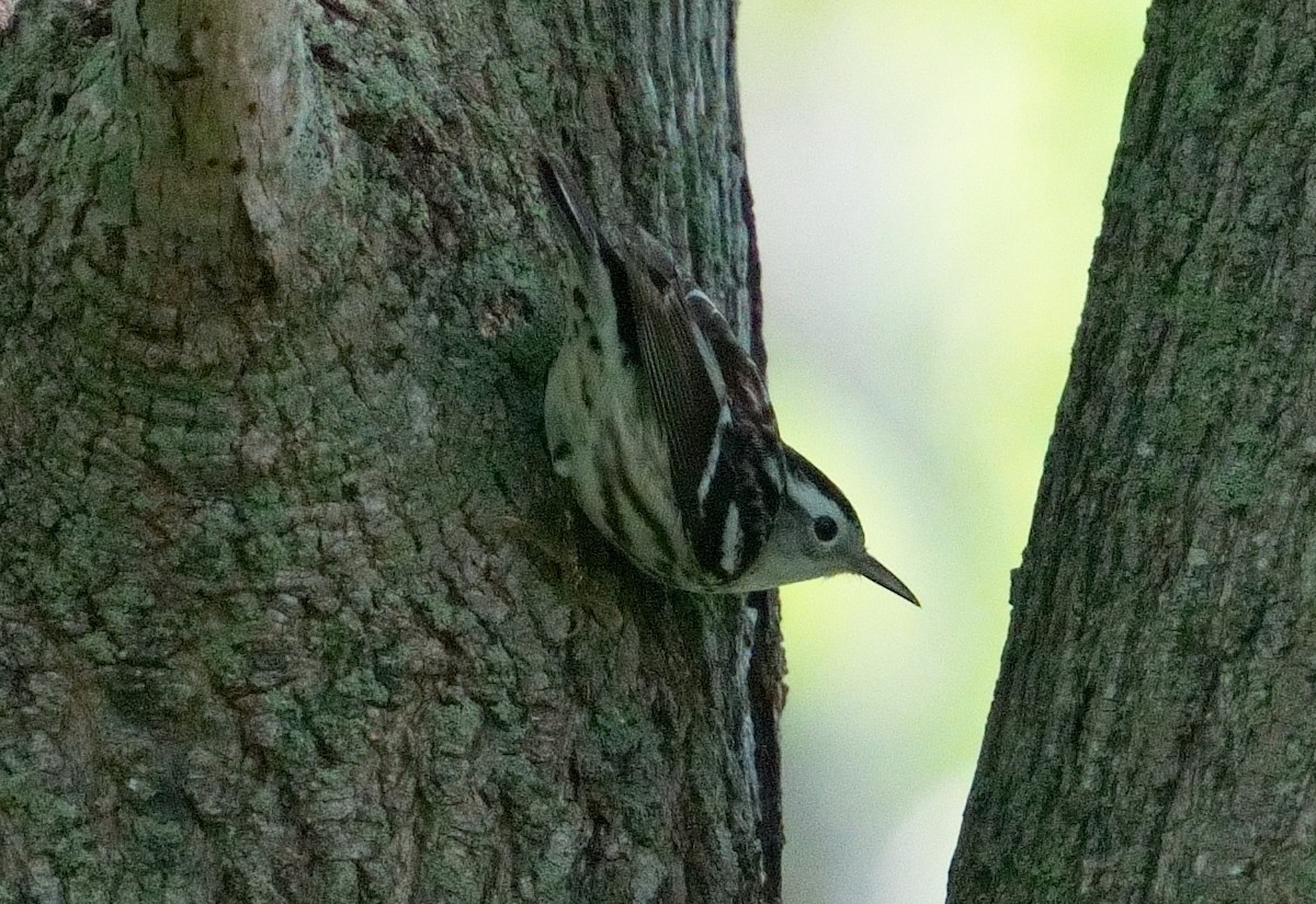Black-and-white Warbler - Bill Thompson