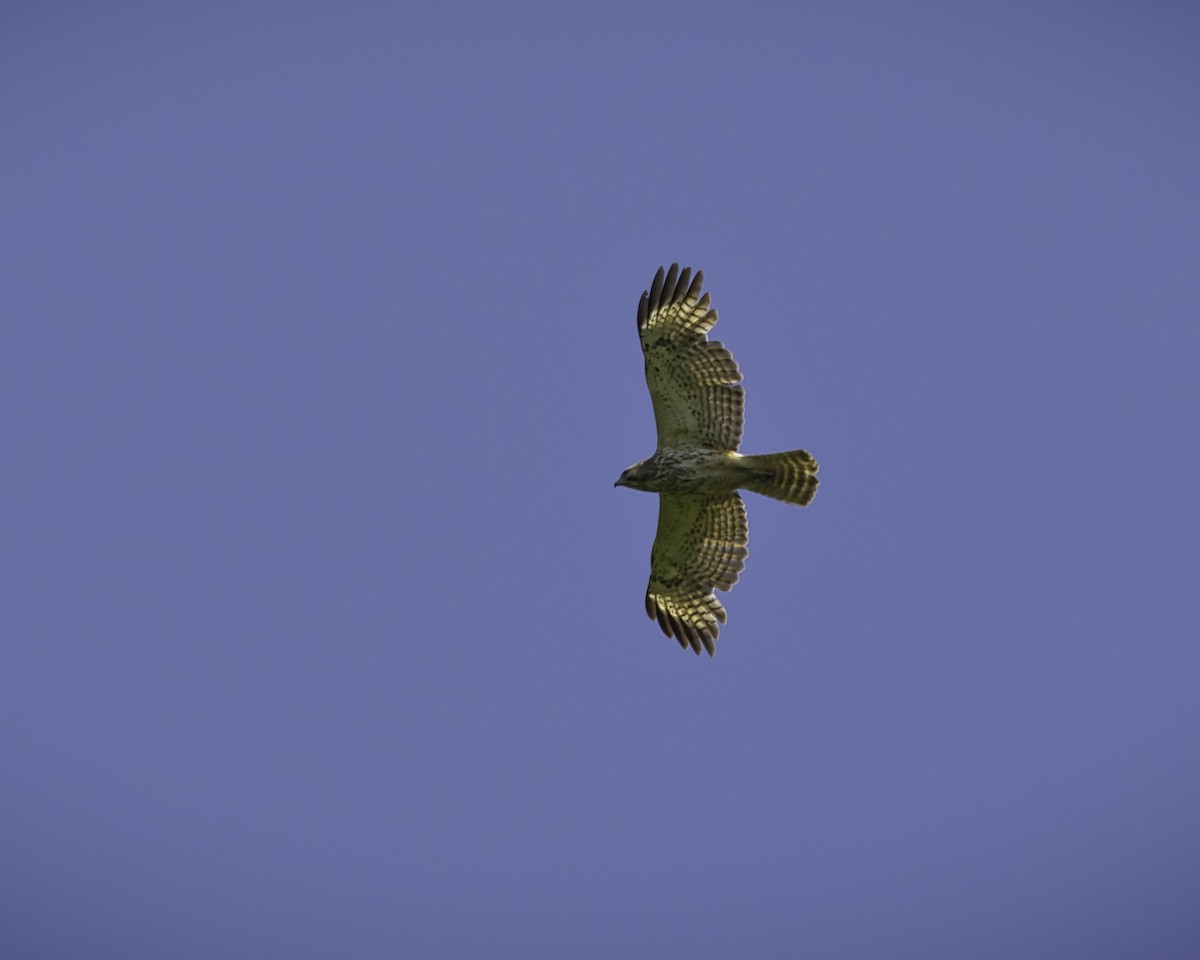 Red-shouldered Hawk - ML619456157