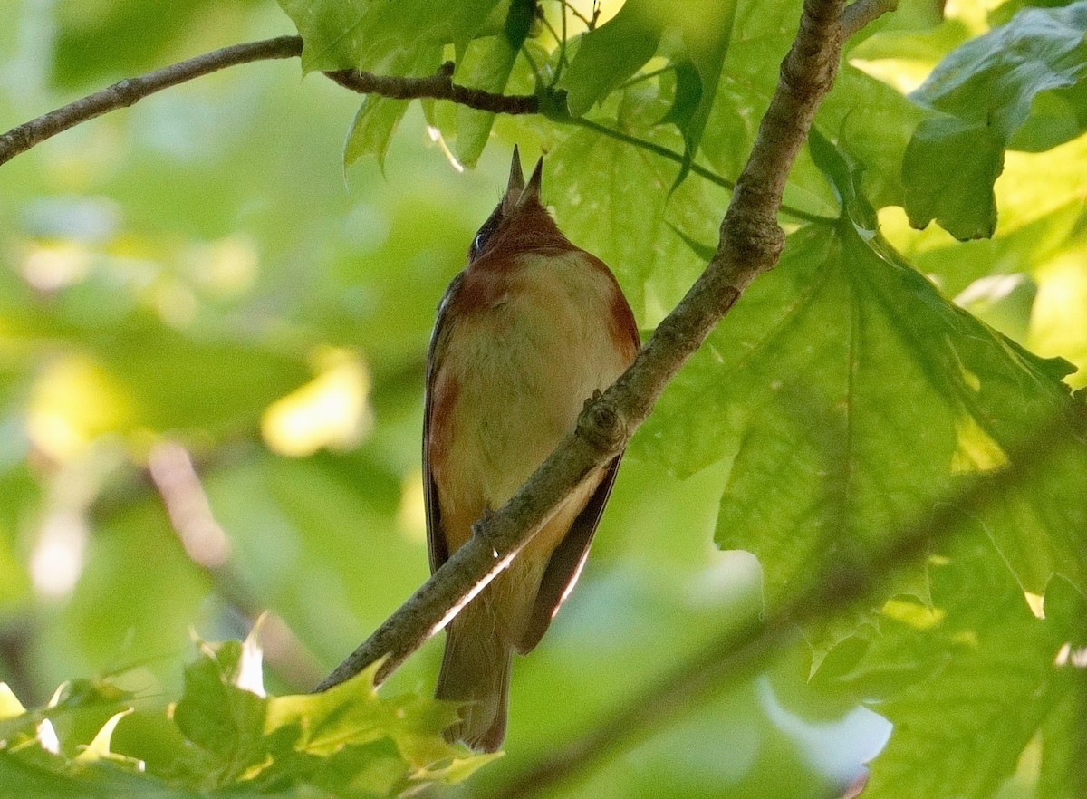 Bay-breasted Warbler - Bill Thompson