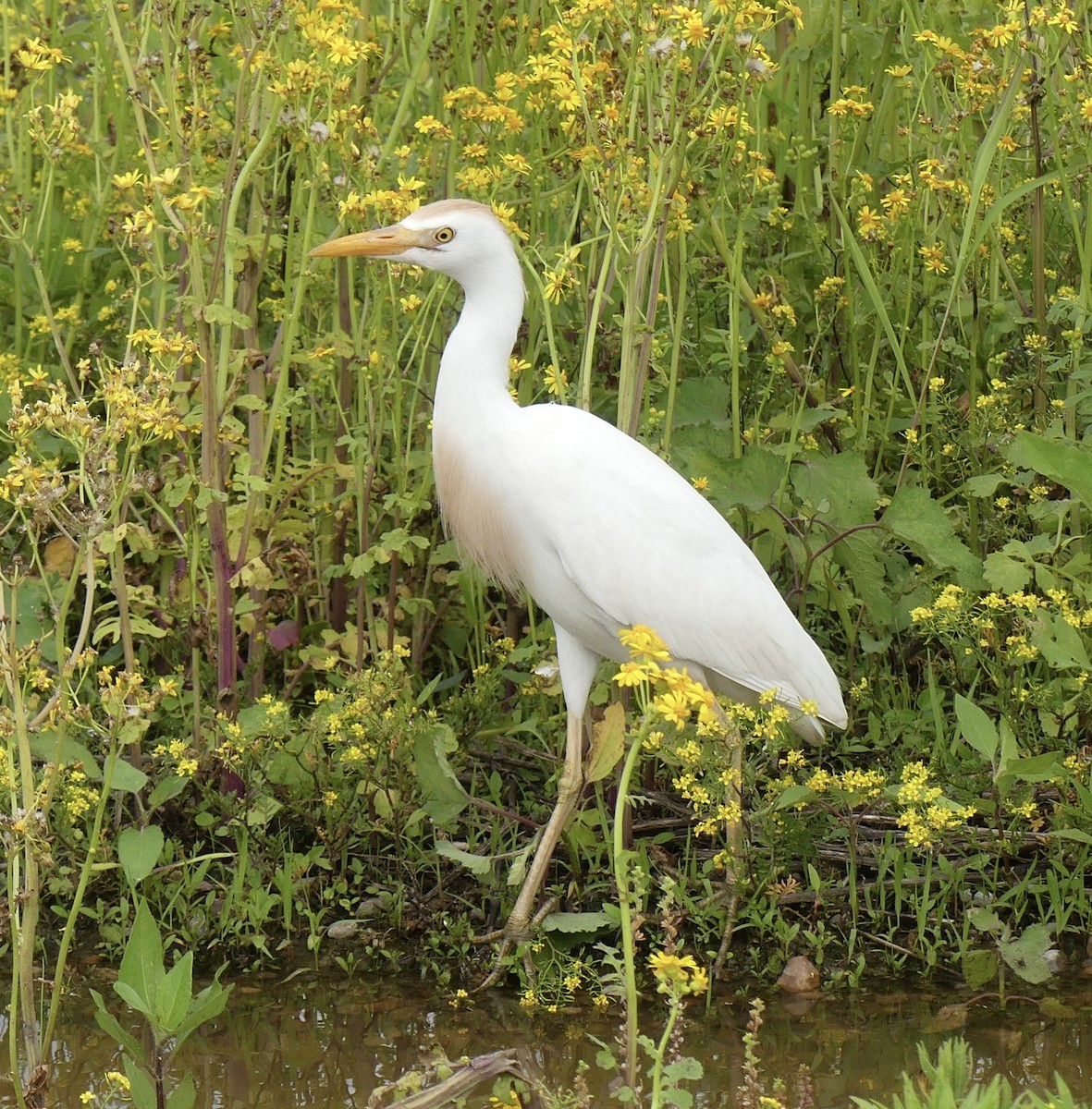 Western Cattle Egret - Matt Seaton