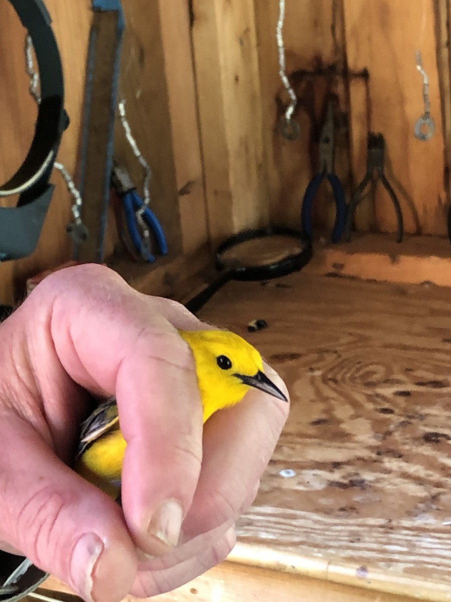 Prothonotary Warbler - ML619456172