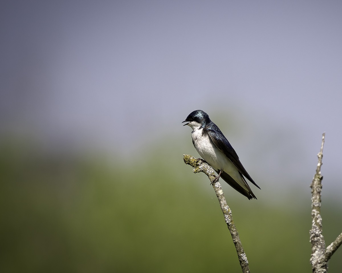 Golondrina Bicolor - ML619456174