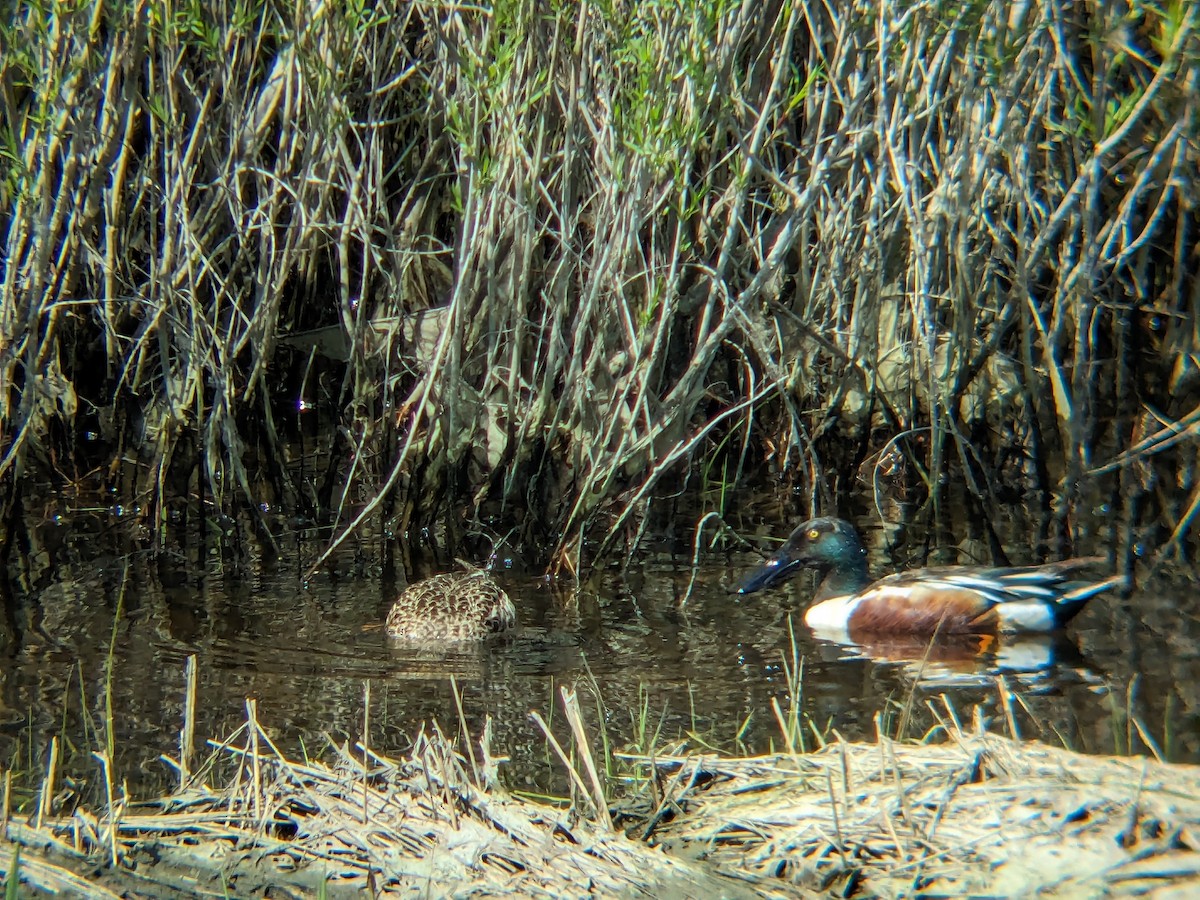 Northern Shoveler - Adrielle Parlee