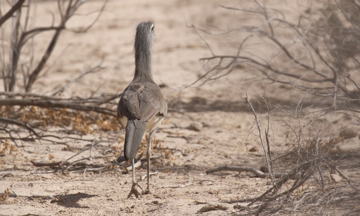 Cariama de Burmeister - ML619456179